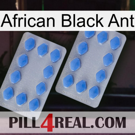 African Black Ant 20